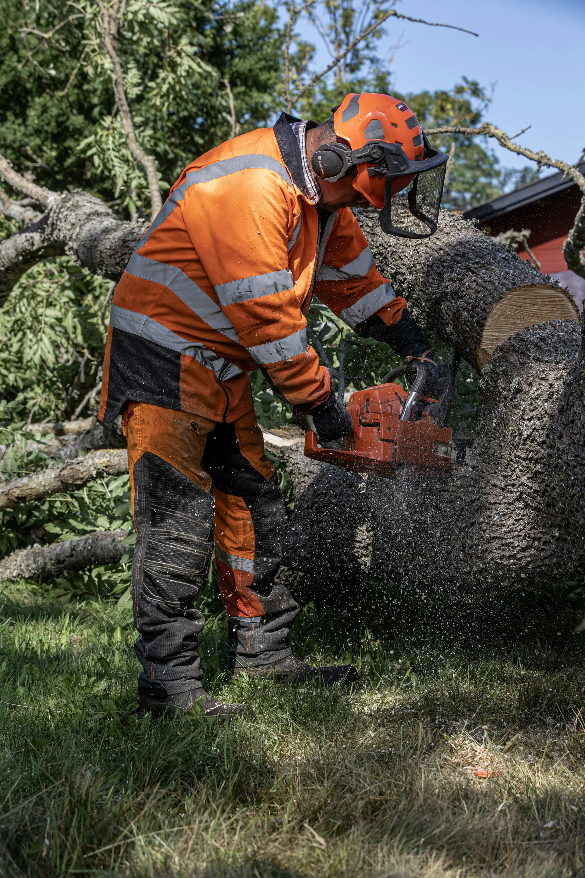 Træfældning i Roskilde